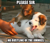 Jimmies.jpg