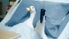 aflac-1.jpg