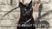 tell-me-more-salem.gif