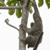 climbing-a-tree-sloth.gif