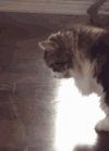 1748228136660.gif