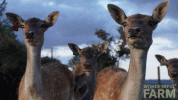 giphy (19).gif