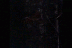 1748567456622.gif