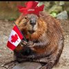 canada beaver.jpg