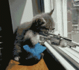 cat-kitty.gif
