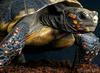 red-footed-tortoise.jpg