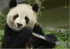 panda-playing-flute.gif