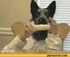 dog-gif-corn-hands-400561.gif