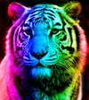 rainbow_tiger_12_by_tomboytigress.jpg