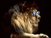 lion-in-sunglasses.jpg