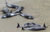 os-japan-dolphins-beached.jpg