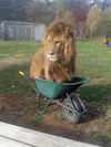 hv2CJii8RjKdDUOWI4MV_Lion%20Wheelbarrow.jpg