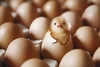 chick-hatching.jpg