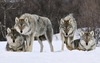 gray-wolves-norway-HD_wallpapers.jpg