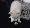 Lime Dog.jpg