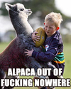 alpaca-out-of-fucking-nowhere.jpg