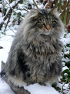 fluffy-norwegian-forest-cat-photo.jpg