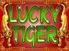 lucky tiger.jpg