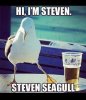 seagull.jpg