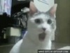 shocked-cat-o.gif