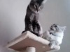 falling-off-the-cat-tree-o.gif