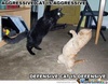 cat-fight_o_484946.jpg