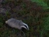 87497-Nope-Badger-Im-Out-cGvV.gif