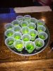 Greenjellys.jpg