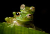 Emerald-Glass-Frogs.jpg