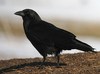 american_crow_7.jpg