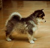 Pomsky-Pup.jpg