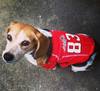 beagle-in-beagle-jersey.jpg