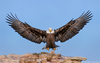 Eagle-landing-sandbar-S-Alaska-Robert-OToole-Photo.jpg