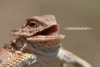 post-46491-laughing-lizard-gif-imgur-gfyc-nWv1.gif