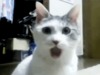 6355731635712536151791094231_amazed-cat-gif.gif