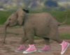 elephant_pink_shoes.jpg