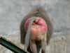 800px-Baboon_buttocks.jpg