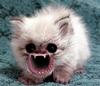 scary-kitty-pokemon-creepypasta-28316201-243-208.jpg