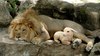 Lion-And-Lamb041213_01.jpg