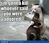 im-gonna-kill-whoever-said-you-were-adopted-cat-dog-meme_large.jpg