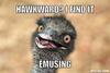 resized_emu-meme-generator-hawkward-i-find-it-emusing-3d300e.jpg