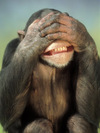 richard-stacks-chimpanzee-covering-his-eyes.jpg
