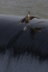 qGebFMcuQLeSAKR19yvk_Duck%20Surf%20Champ.jpg