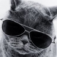 Cool Cat