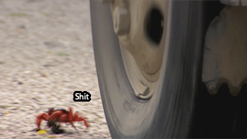 funny-pictures-crab-avoiding-car-animated-gif.gif