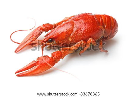 stock-photo-boiled-crawfish-is-isolated-on-a-white-background-83678365.jpg