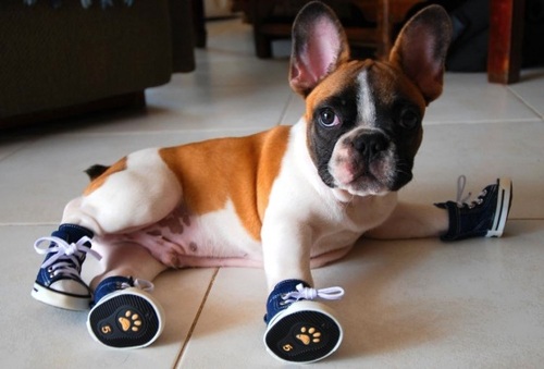 dog-wearing-shoes.jpg