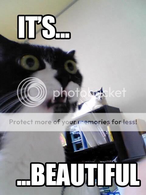 cat-its-beautiful-757604.jpg