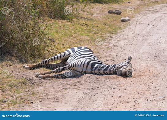 dead-zebra-amboseli-national-park-kenya-7681115.jpg.cf.jpg