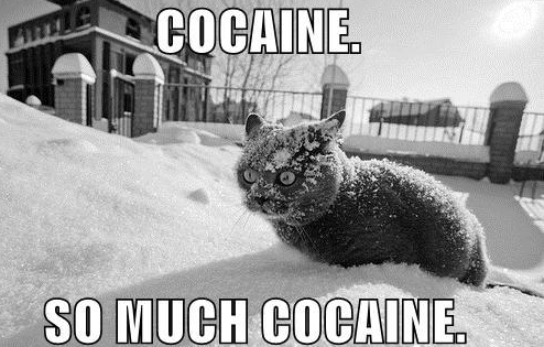 cat-cocaine.jpg